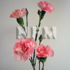 pink carnation